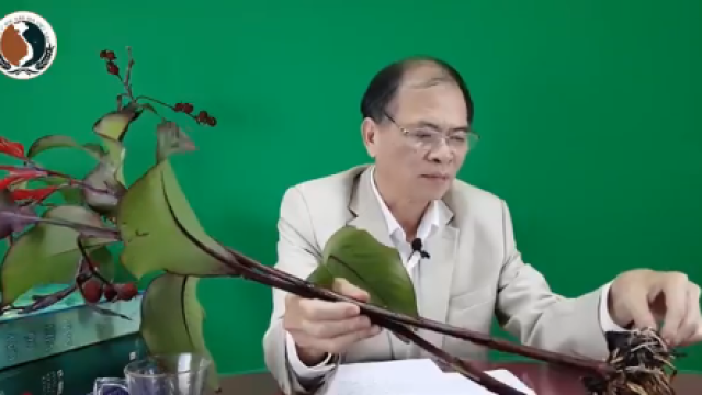 Cảnh báo cây dong riềng đỏ giả và cách nhận biết cây dong riềng đỏ chữa bệnh tim